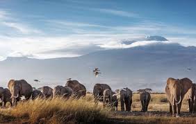 Tanzania Safari Tours